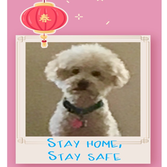 My name is Toby - Picture 1 of 1